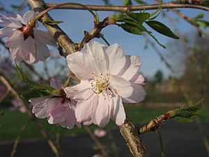 Prunus Subhirtella 'Pendula' 05.JPG