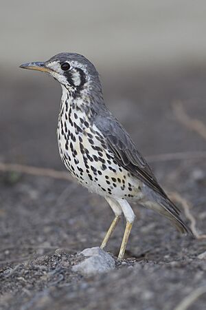 Psophocichla litsitsirupa (Etosha).jpg