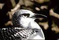 Red-Tailed Tropicbird