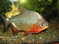 Red Pacu.JPG