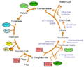 Reductive TCA cycle