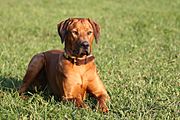 Rhodesian Ridgeback 4500