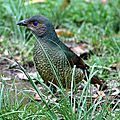 Satinbowerbirdfemale