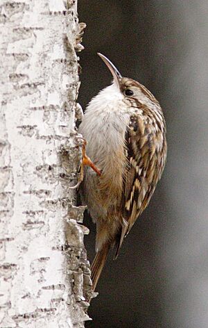 Short-toed Treecreeper (Certhia brachydactyla)cropped