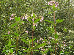 Smestow Brook 21 Himalayan Balsam