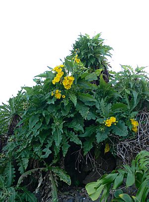 Sonchus congestus.jpg