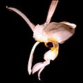 Stanhopea nigripes Orchi 002