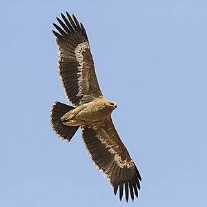 Steppe eagle (Aquila nipalensis)