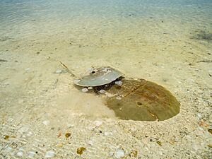 Stingray Holbox island Mexico (20171546092)