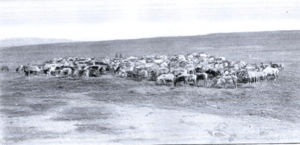 Teller Reindeer Station herd