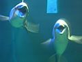 The Seas with Nemo & Friends 045 45