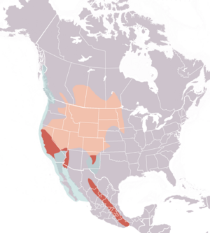 Western grebe range.png