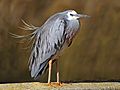 White-faced-Heron444