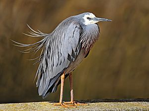 White-faced-Heron444.jpg