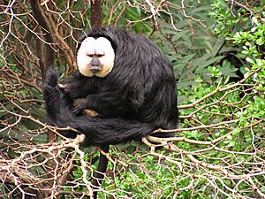 White-faced Saki 2008-07.jpg