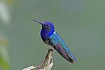 White-necked Jacobin JCB2.jpg