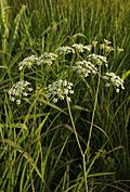 Wild dill (Perideridia americana).jpg