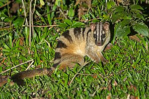 0A2A0917 Banded palm civet