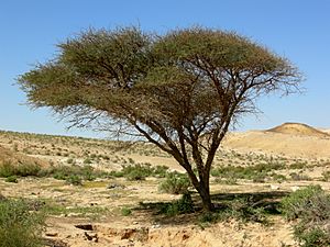 Acacia Negev