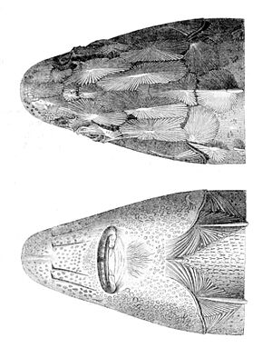 Acipenser nudiventris head