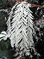 Albino redwood