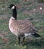 AleutianCanadaGoose2.jpg