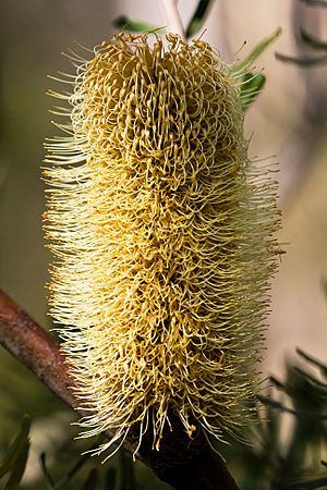 Banksia marginata