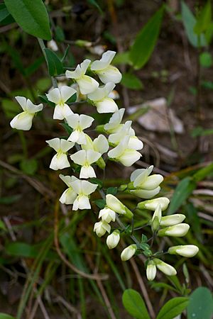 Baptisia bracteata var. leucophaea.jpg