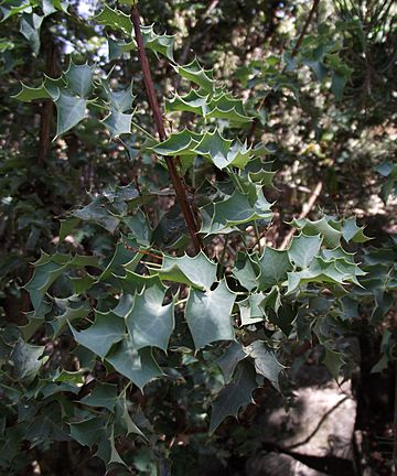 Berberis higginsiae