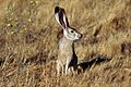 Black tailed jackrabbit animal.jpg