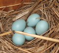 Bluebird eggs