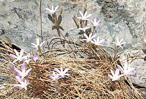 Brodiaea pallida 2.jpg