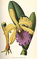 Cattleya dowiana 1880