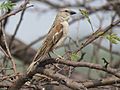 Chestnut-shouldered petronia IMG 4865.jpg