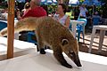 CoatiScavengingIguazú