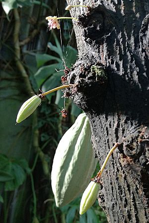 Cocoa tree blossom and fruit