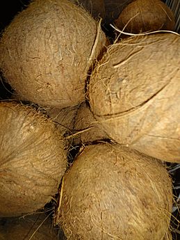 Coconut (Cocos nucifera)