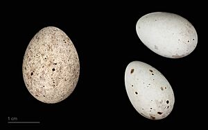 Cuculus canorus bangsi MHNT.ZOO.2010.11.150.42