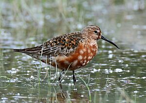 Curlew Sandpiper (Calidris ferruginea) (44855173205).jpg