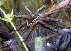 D.plantarius on water surface