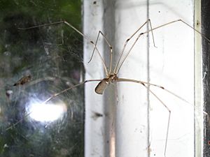 Daddy long-legs spider 1