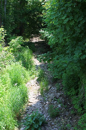 Dalmatia Creek looking upstream.jpg