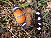 Danaid eggfly pair