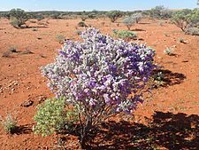 Eremophila lachnocalyx (habit)