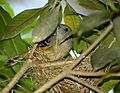 Female Thamnophilus caerulescens constructing nest