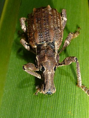 Flax weevil