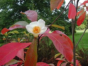 Franklinia alatamaha