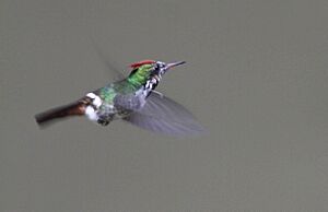 Frilled Coquette (Lophornis magnificus).jpg