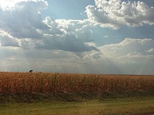 Garfield County Oklahoma Wheat