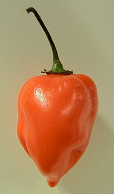 Habanero closeup